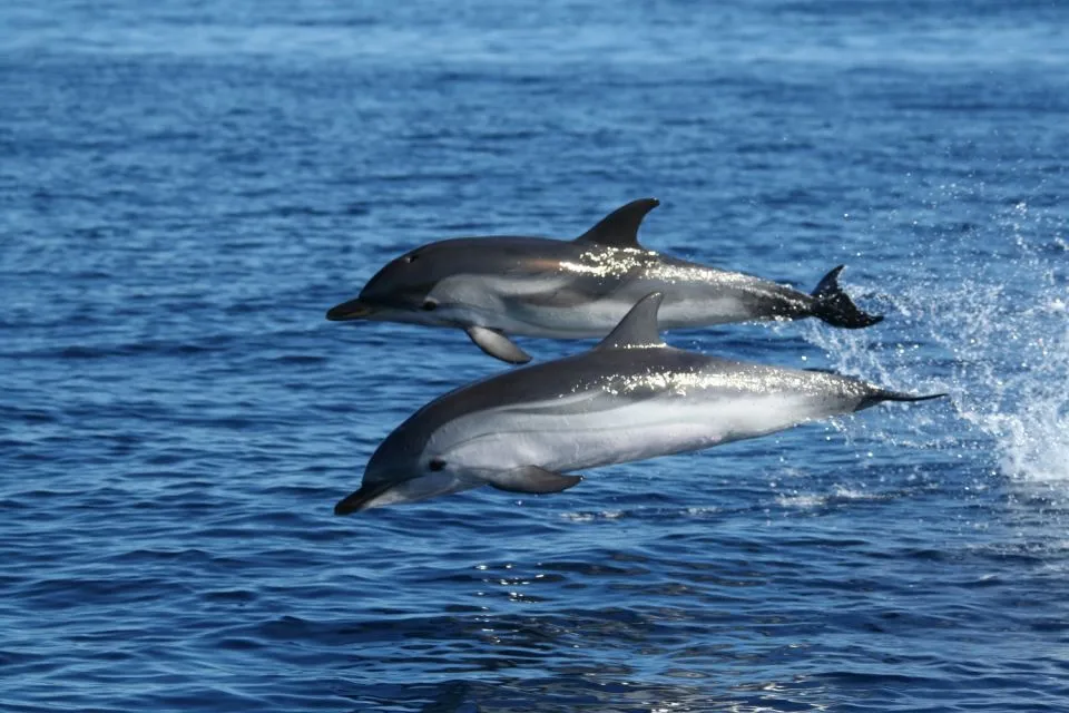 olbia dauphins