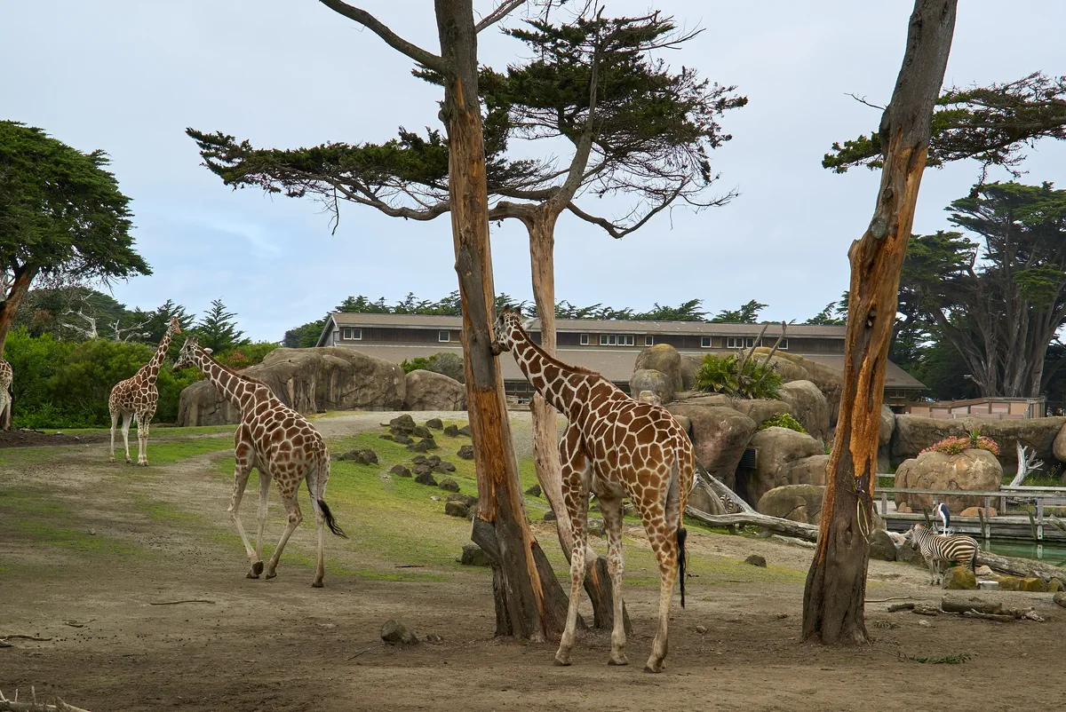 zoo san francisco