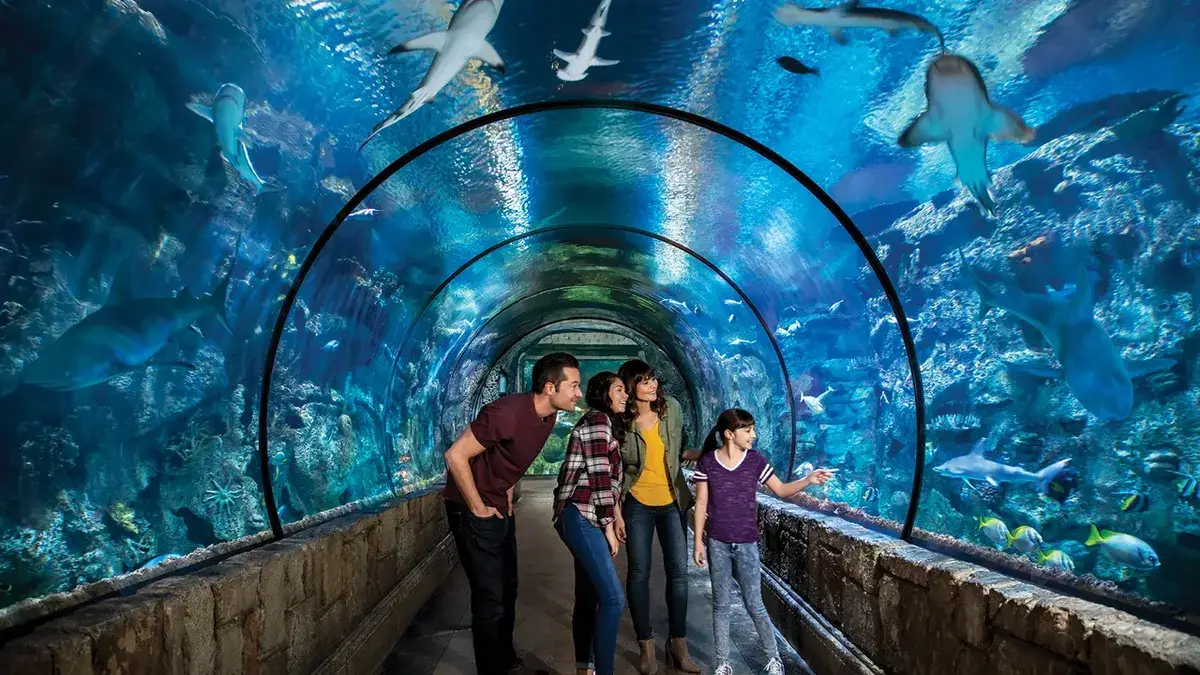 aquarium shark reef las vegas