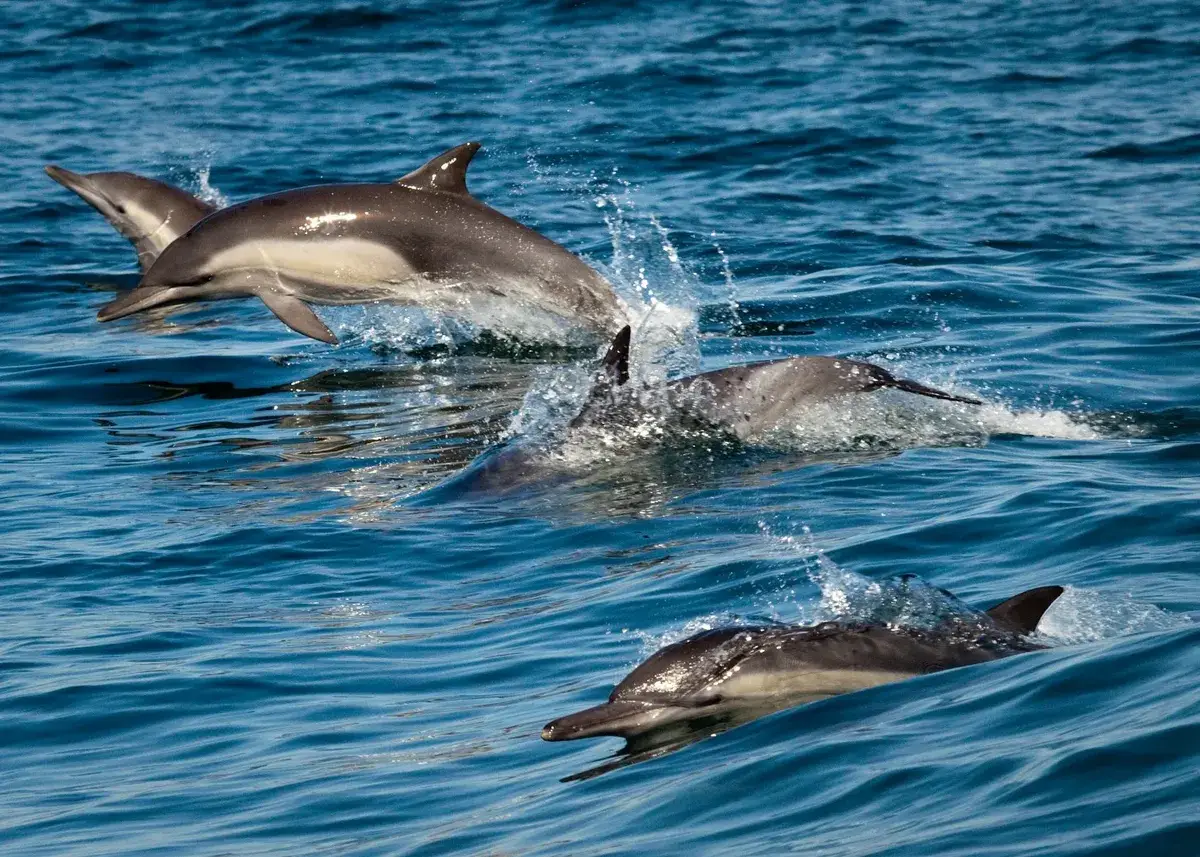 bateaux dauphins madere