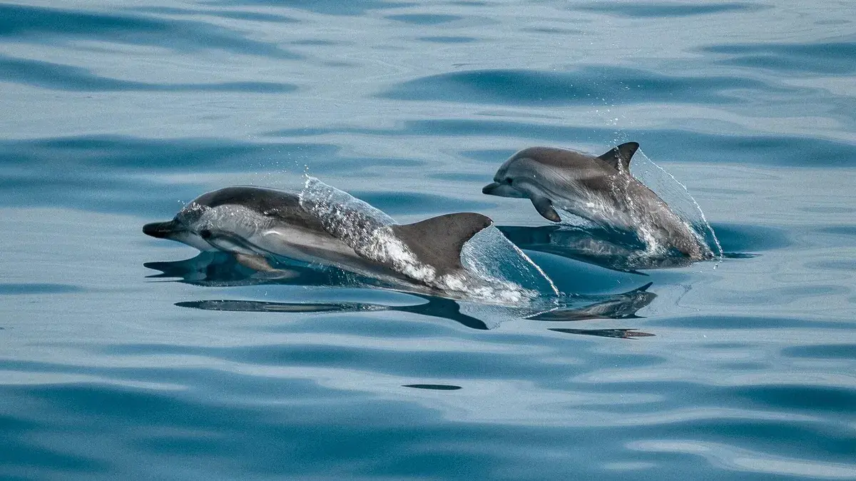 dauphins tenerife