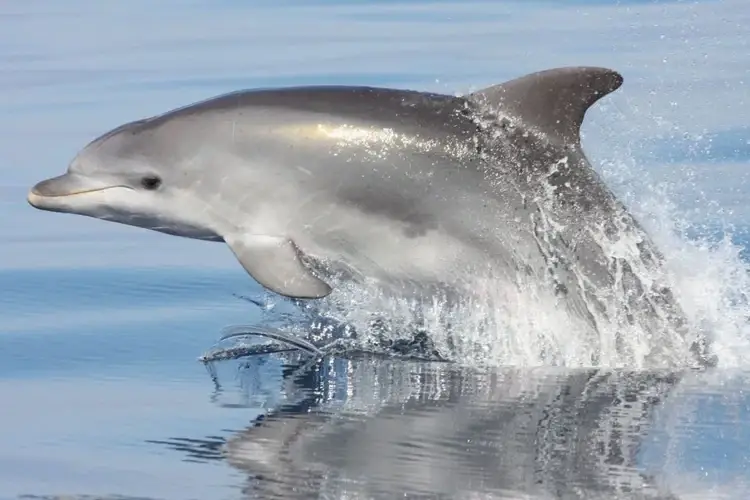 golfo aranci observation ecologique des dauphins en bateau (1) 39