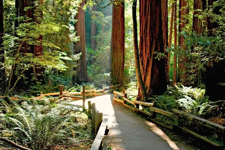 muir woods