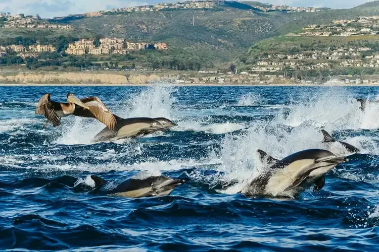 newport beach baleines