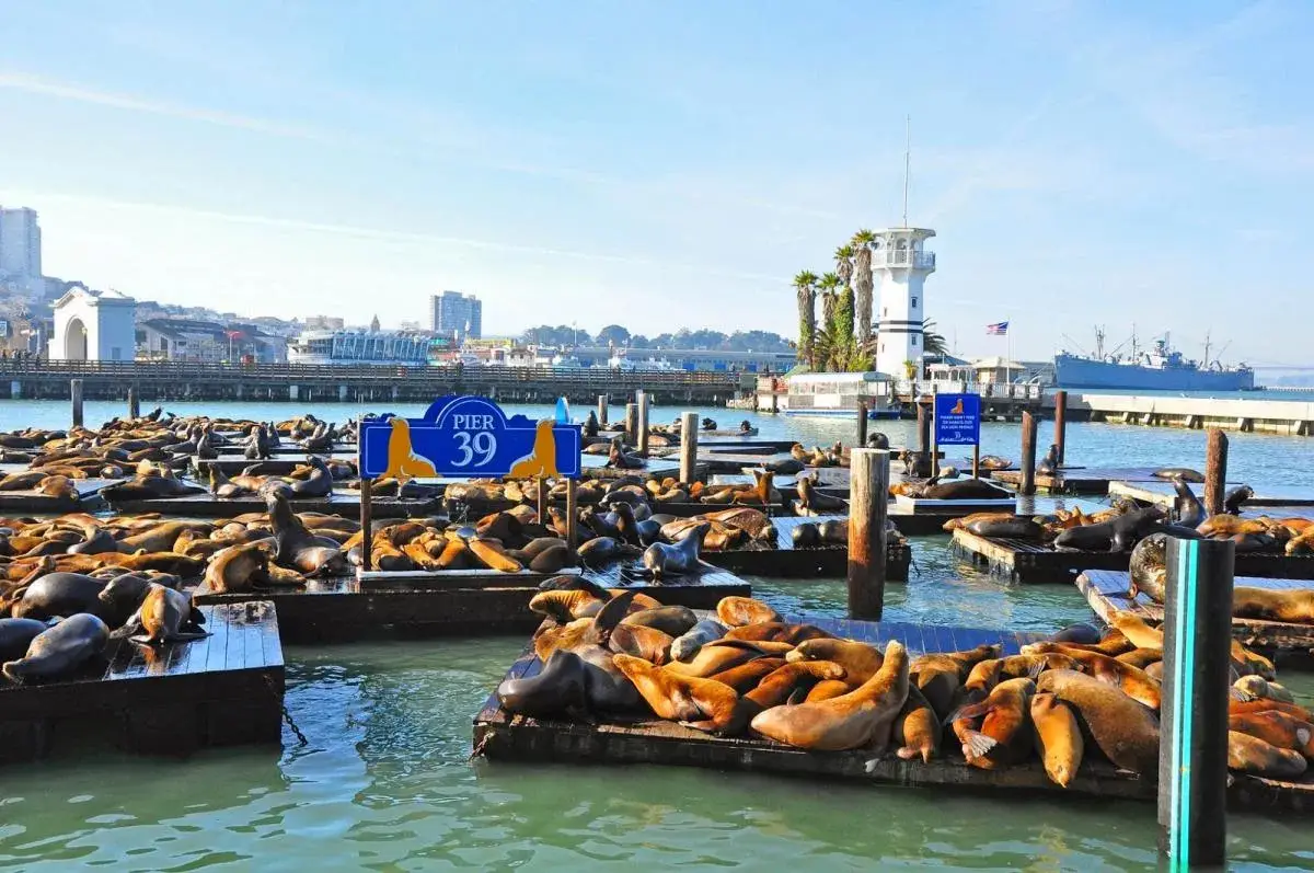 pier 39