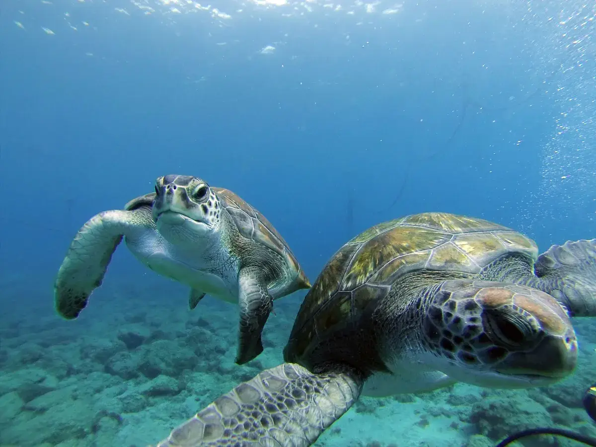 tortues de mer tenerife