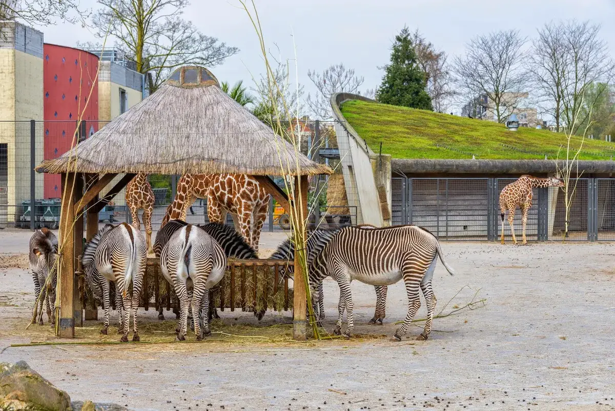 zoo artis amsterdam