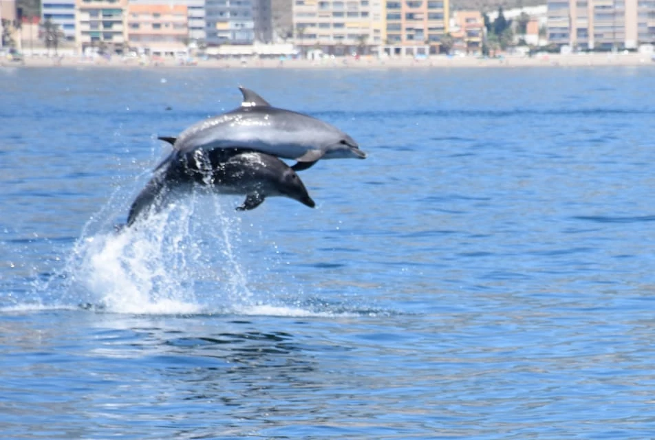 excursion benalmadena