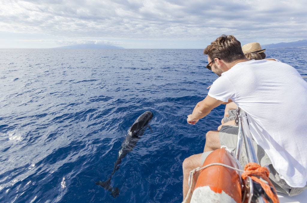 dauphins santiago del teide