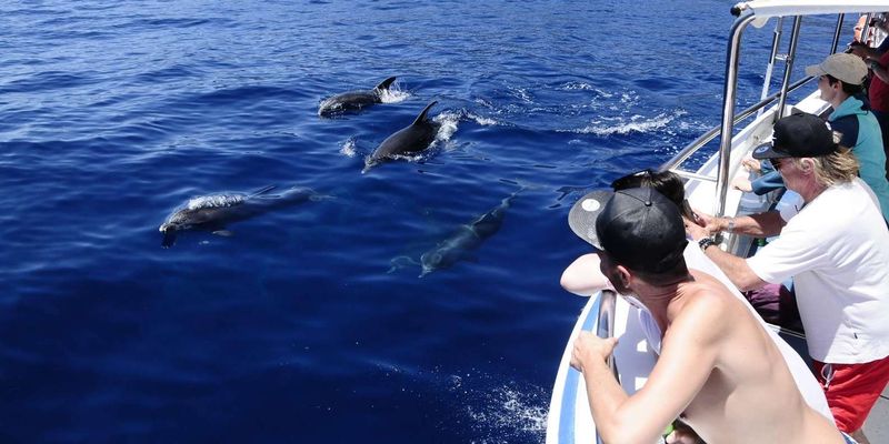 observation baleines los gigantes