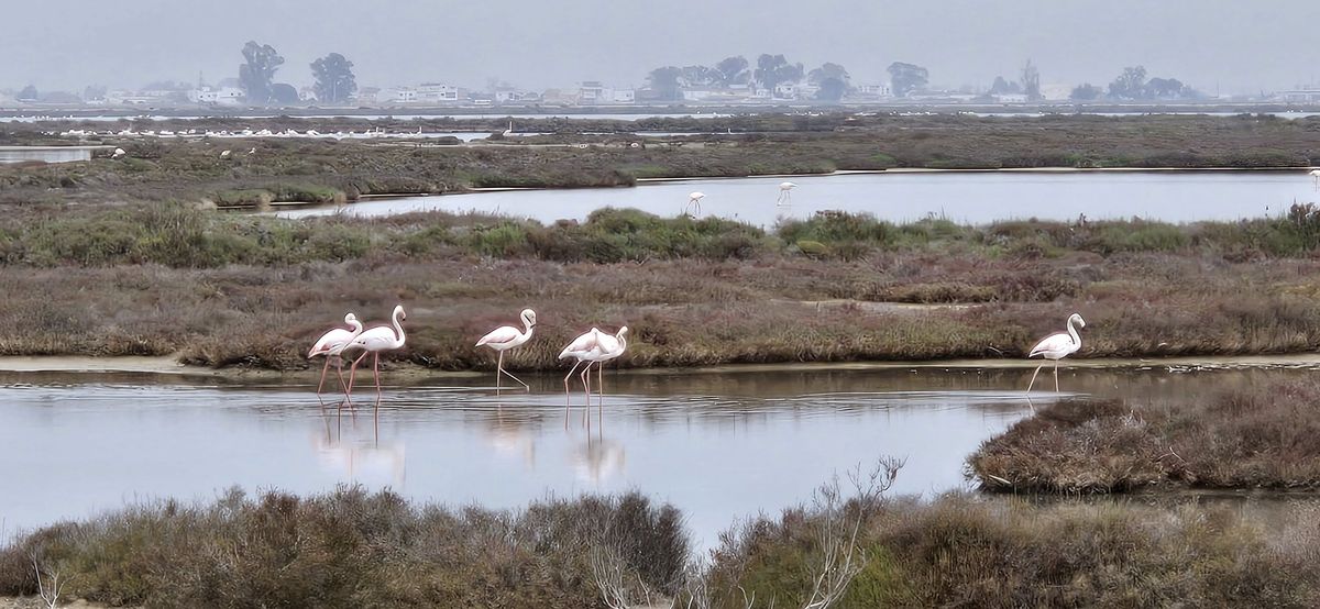 flamants roses ebre