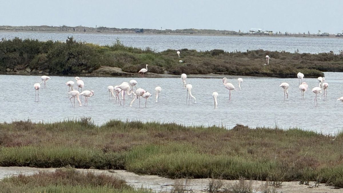 oiseaux delta ebre
