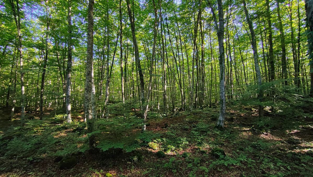 fageda d'en jordà