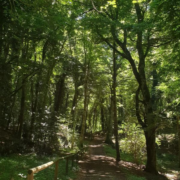 foresta umbra 1