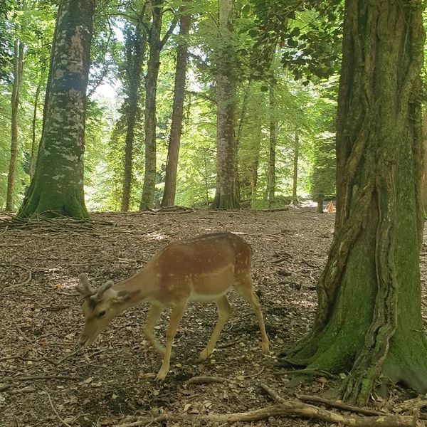 foresta umbra 2